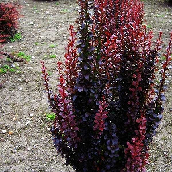 Барбарис Тунберга Хелмонд Пиллар P9