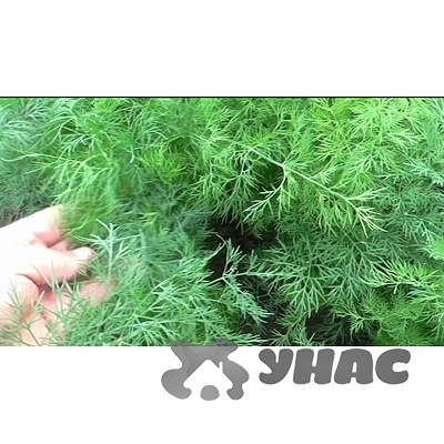 Укроп Аллигатор Каприс