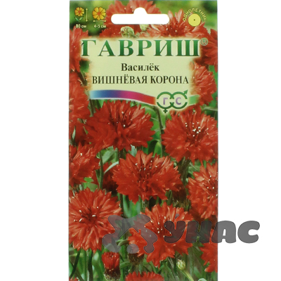 Василек Вишневая корона Гавриш Ц 