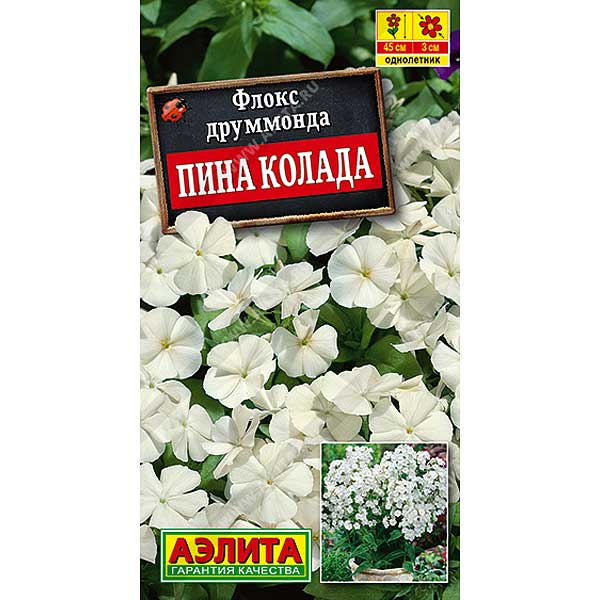 Флокс Друммонда Пина Колада Аэлита Ц заказ 