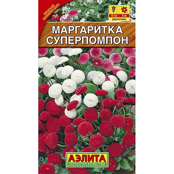 Маргаритка Суперпомпон Аэлита Ц 