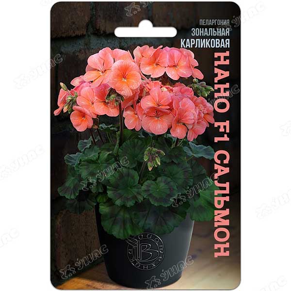 КОМ Пеларгония Нано Сальмон карликов Биотехника Ц 