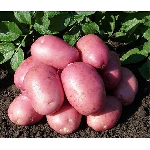 Картофель семенной Калинка Элита (цена за 25кг+/-5%) Мск