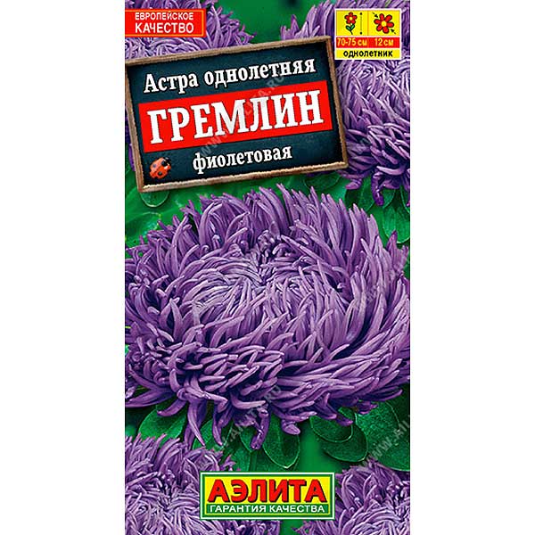 Астра Гремлин Фиолетовая Аэлита Ц 
