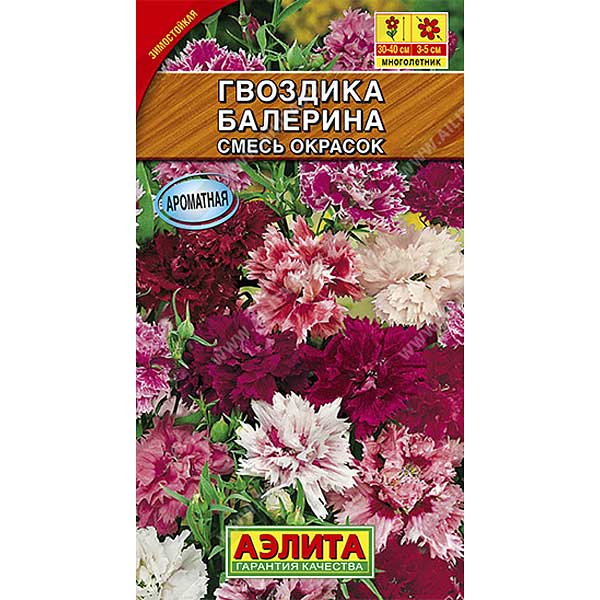 Гвоздика Балерина перистая махровая Аэлита Ц 