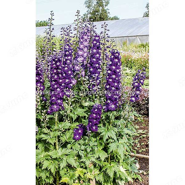 Дельфиниум Астолат культурный мн. Поиск Ц 