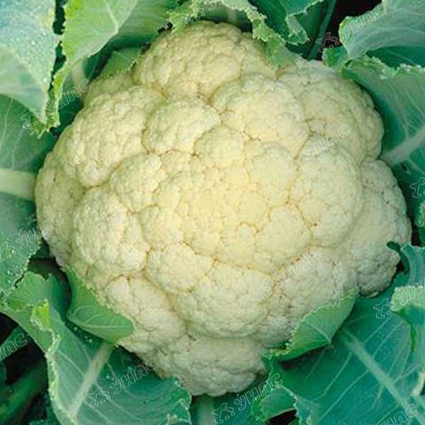 Капуста Константа цв. Престиж Ц