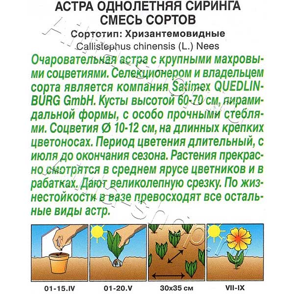 Астра Сиринга Аэлита Ц 