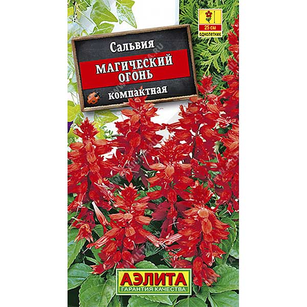 Сальвия Магический огонь Аэлита Ц 