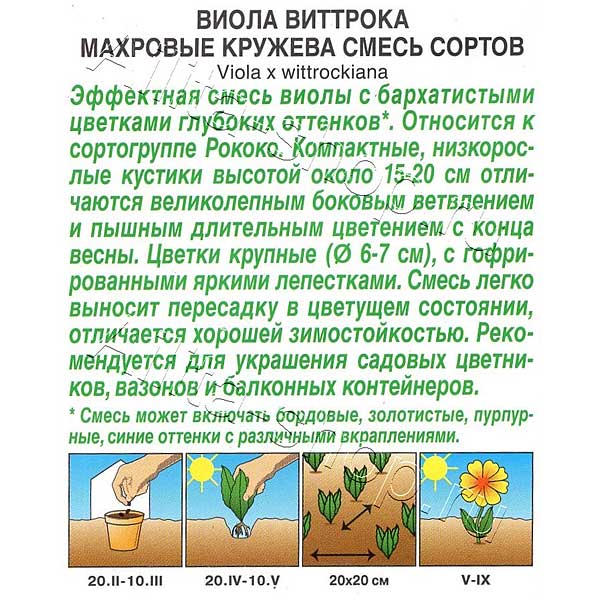 Виола Махровые кружева Аэлита Ц 