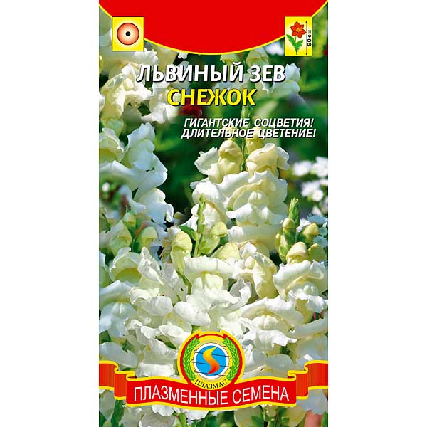 Львиный зев Снежок Плазма Ц 
