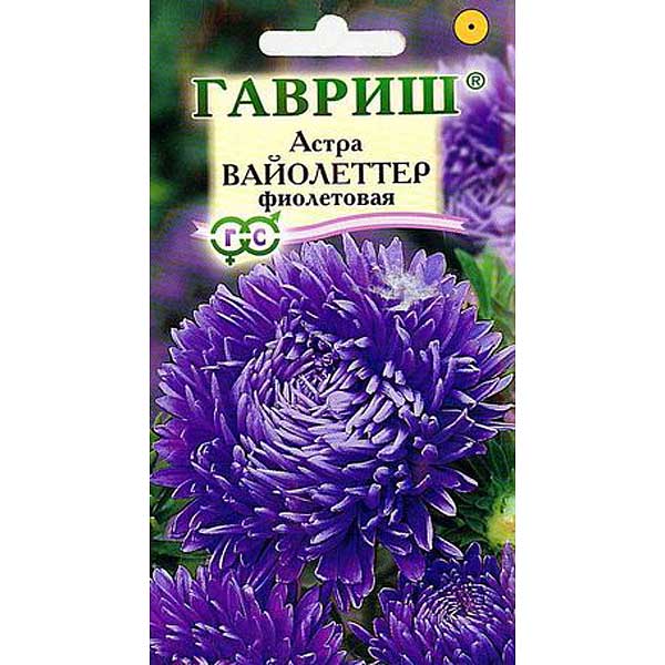 Астра Вайолеттер фиолетовая Гавриш Ц 