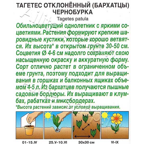 Бархатцы Чернобурка Аэлита Ц 