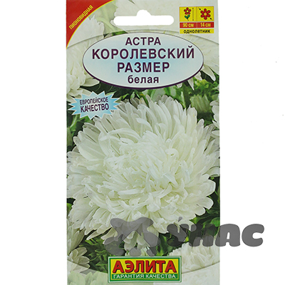 Астра Королевский размер белая Аэлита Ц 