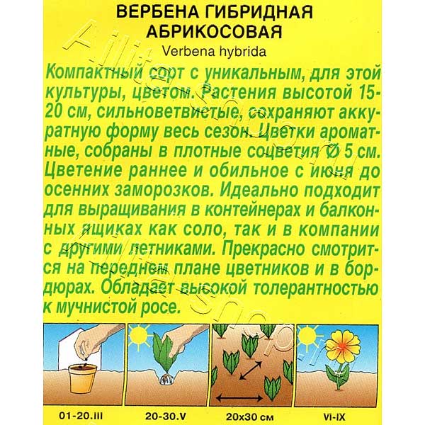 Вербена Абрикосовая Аэлита Ц 