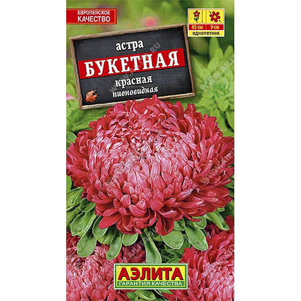 Астра Букетная красная Аэлита Ц 