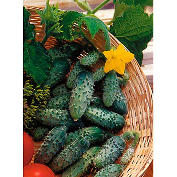 Огурец Сын полка Седек Ц