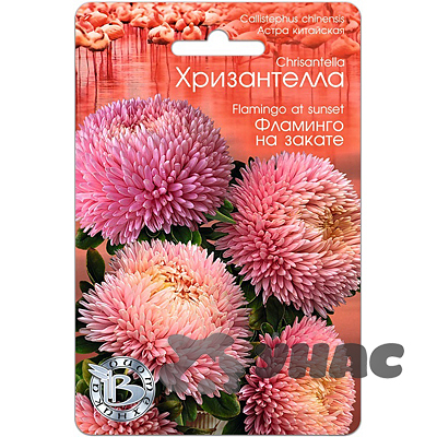 Астра Хризантелла Фламинго на закате Биотехника Ц 