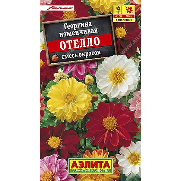 Георгин Отелло смесь Аэлита Ц 