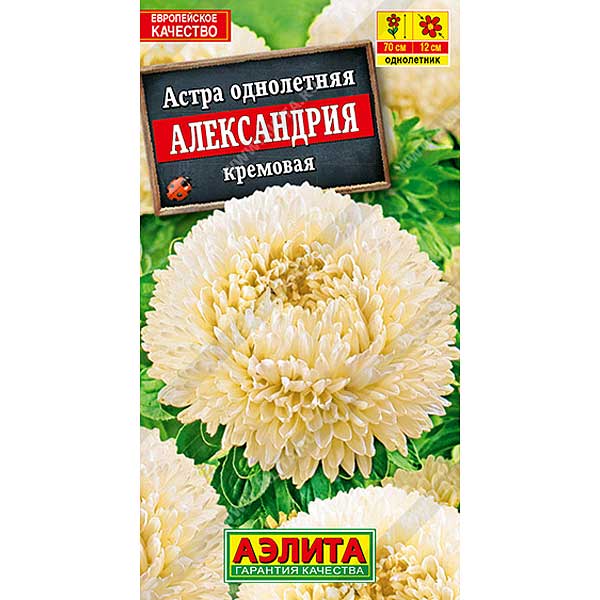 Астра Александрия кремовая Аэлита Ц 