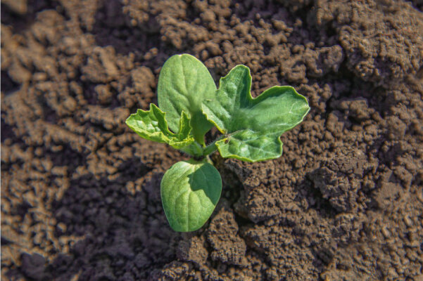 Выращивание арбузов рассадой: как успешно растить бахчевые культуры научастке?
