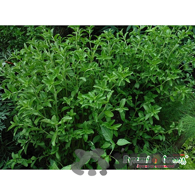 Стевия Детскосельская НК Ц