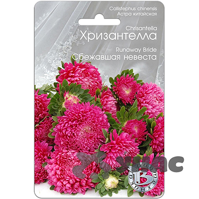 Астра Хризантелла Сбежавшая невеста Биотехника Ц 