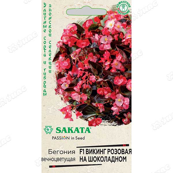 КОМ Бегония Викинг розовая на шоколадном Гавриш Ц 