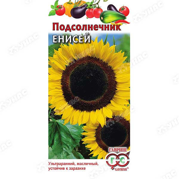 Подсолнечник Енисей Гавриш Ц 