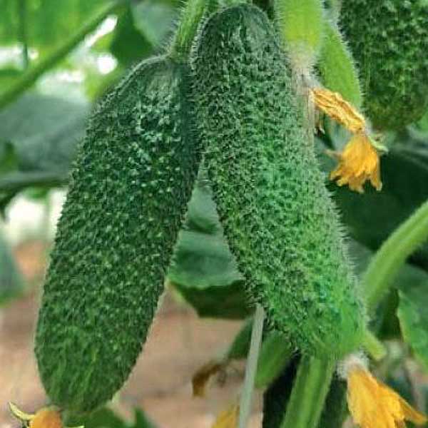Огурец Гармония F1 250шт RZ