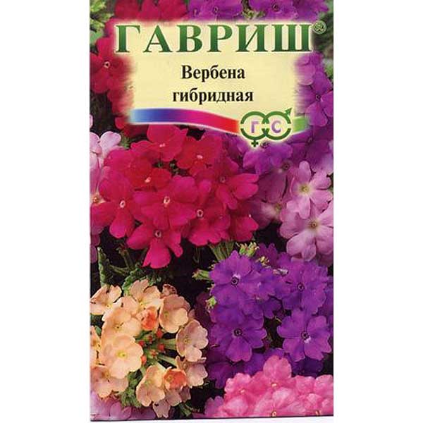 Вербена Гибридная Романс Гавриш Ц 