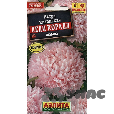 Астра Леди Коралл шамоа Аэлита Ц 