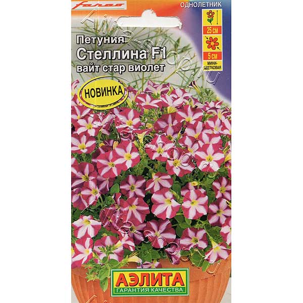 Петуния Стеллина вайт стар виолет Аэлита 