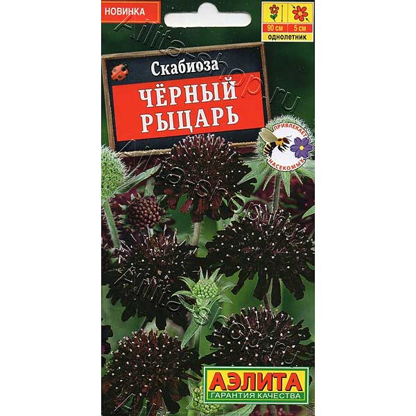 Скабиоза Черный рыцарь Аэлита Цх10 