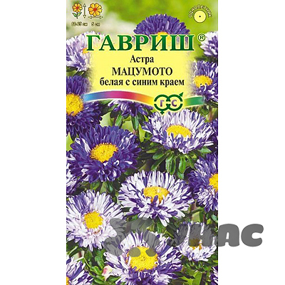 Астра Мацумото белая с син. краем  Гавриш Ц 