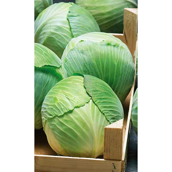 Капуста Белоснежка Марс Ц