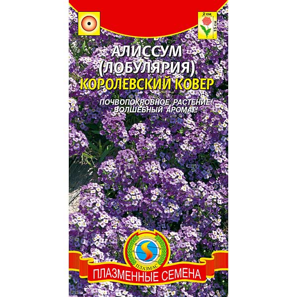 Алиссум (лобулярия) Королевский ковер Плазма Ц х10 