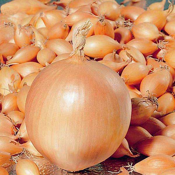 Лук-севок КОРРАДО 10-21 25кг +/-5% (цена за мешок) 