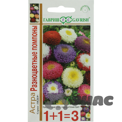 Астра Разноцветные помпоны 1+1 Гавриш Ц х10 