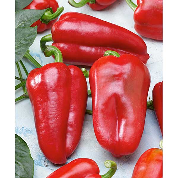 Перец Фаст 500шт Sakata