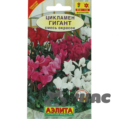 КОМ Цикламен Персидский Гигант Аэлита Ц 