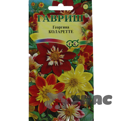 Георгин Коларетте Гавриш Ц 