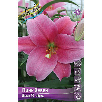 Лилия Пинк Хевен 12/14 5 шт 
