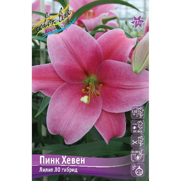 Лилия Пинк Хевен 12/14 5 шт 