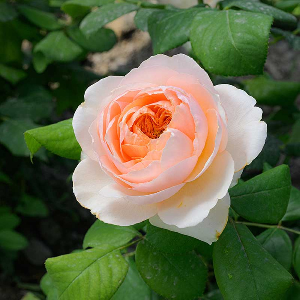 Роза Чайно-гибридная Салманасар Садовита