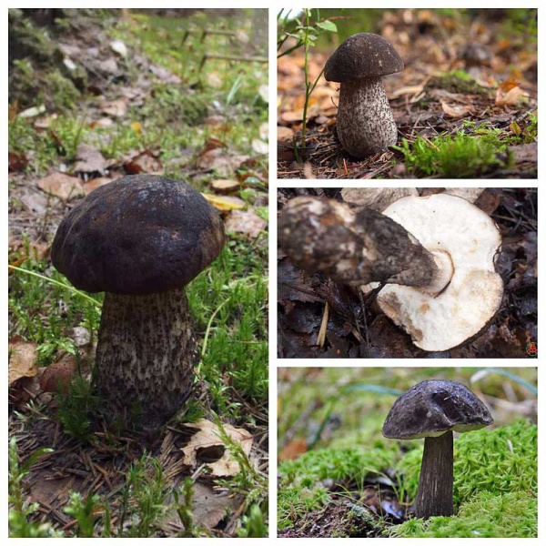 Мицелий Подберезовик черный(черноголовник)ПрестижЦ