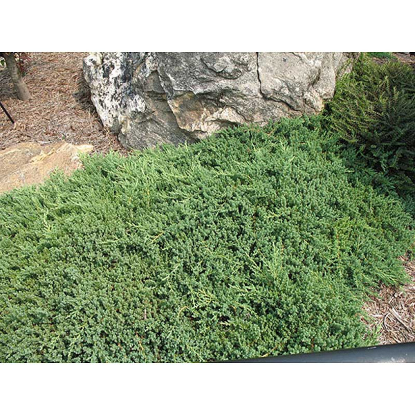 Можжевельник Juniperus Procumbens Nana P9 ,шт Садовита 9312