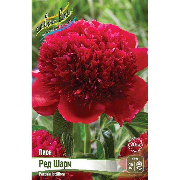 Пион Ред Шарм 2/3 n 15 шт Биг-пак 8017