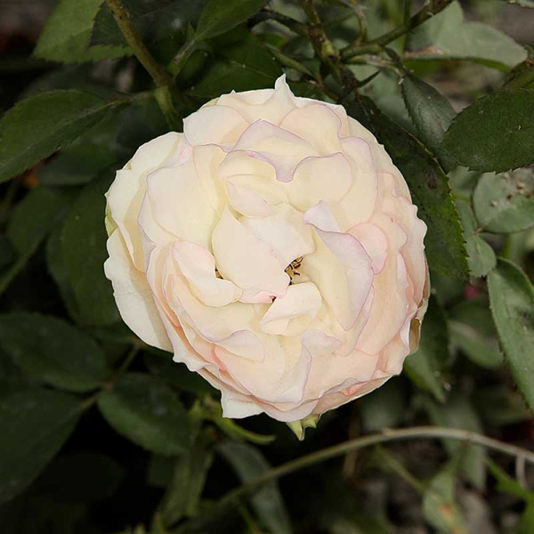 Роза флорибунда Стефани Баронин цу Гуттенберг Садо