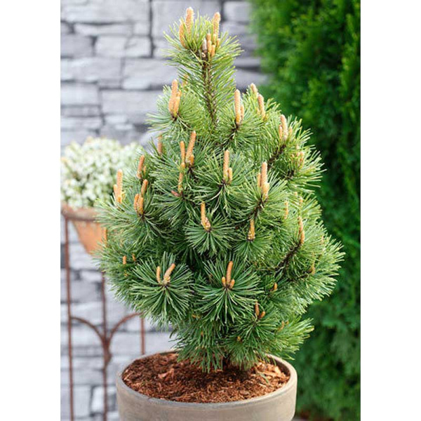 Сосна Горная Мумпитц C1.5 шт